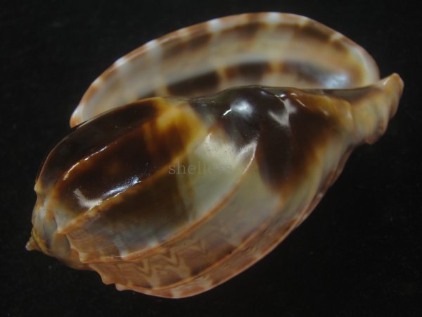 画像3: ガブレッティショクコウラ(Harpa cabriti) 大　濃色　美品 (3)