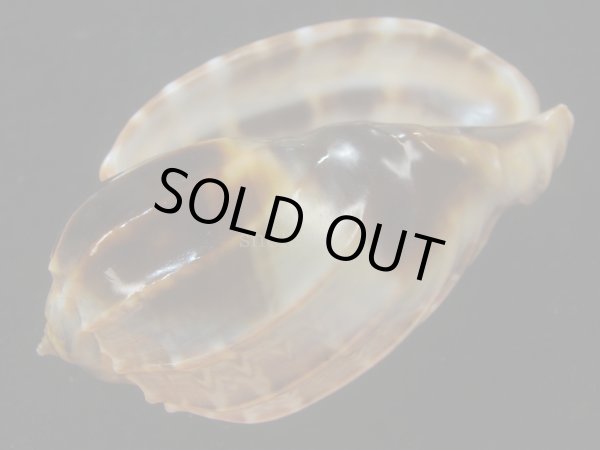 画像3: ガブレッティショクコウラ(Harpa cabriti) 大　濃色　美品 (3)