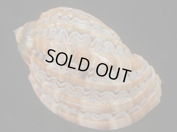 画像2: ガブレッティショクコウラ(Harpa cabriti) 105.5ｍｍ　特大　濃色　美品 (2)