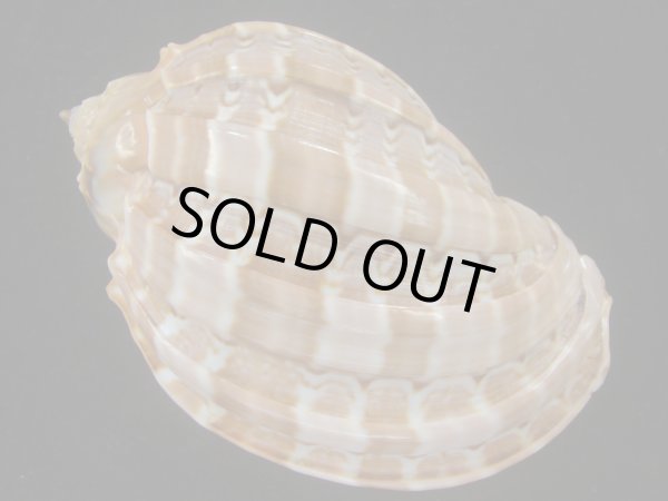 画像2: ガブレッティショクコウラ(Harpa cabriti) 107.5ｍｍ　特大　老成　美品 (2)