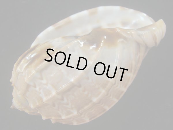 画像3: ガブレッティショクコウラ(Harpa cabriti) 107.5ｍｍ　特大　老成　美品 (3)