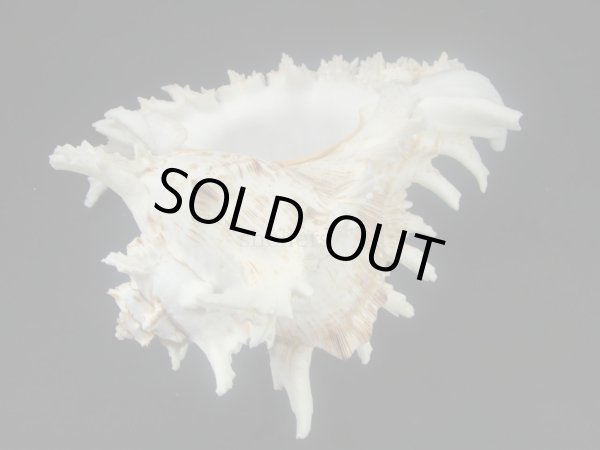 画像3: テングガイ (3)