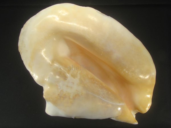 画像1: ダイオウソデ　大　特老成　美品　約2615ｇ (1)