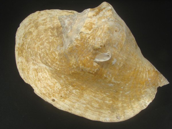 画像2: ダイオウソデ　大　特老成　美品　約2615ｇ (2)