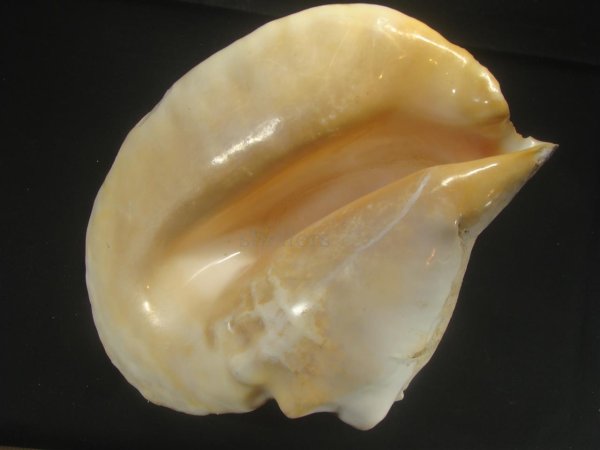 画像3: ダイオウソデ　大　特老成　美品　約2615ｇ (3)