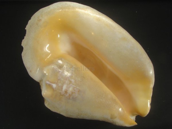 画像1: ダイオウソデ　大　特老成　約2070ｇ (1)