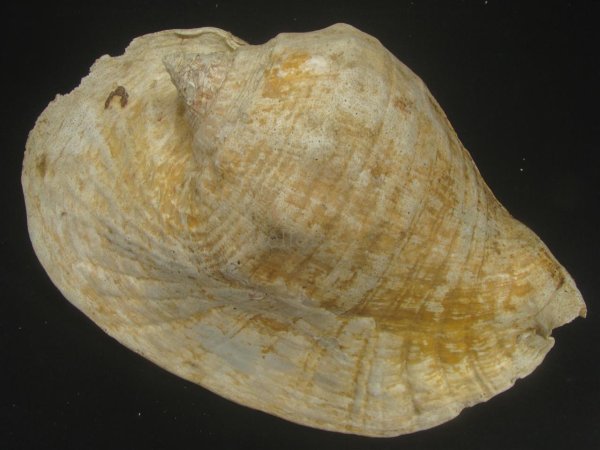 画像2: ダイオウソデ　大　特老成　約2070ｇ (2)