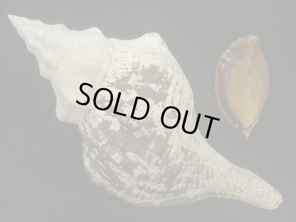 画像2: ダイオウイトマキボラ (2)