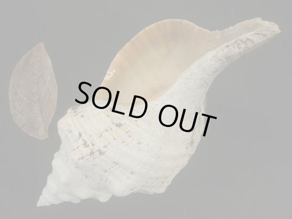 画像3: ダイオウイトマキボラ (3)