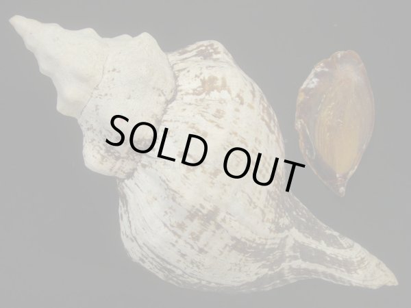 画像2: ダイオウイトマキボラ (2)