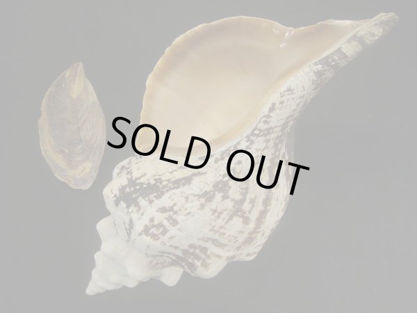 画像3: ダイオウイトマキボラ (3)