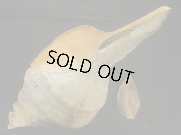 画像3: アラフラオオニシ　老成　特美品　殻皮付　約1865ｇ (3)