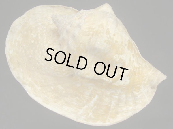 画像2: ダイオウソデ 老成 (2)