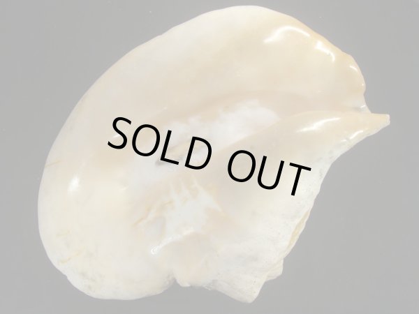 画像3: ダイオウソデ 老成 (3)