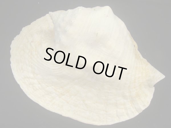 画像2: ダイオウソデ 特老成 大 約2785g (2)