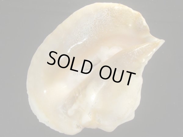 画像3: ダイオウソデ 特老成 大 約2785g (3)