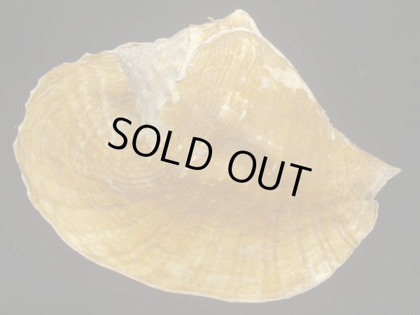 画像2: ダイオウソデ 老成 美品 約2055g 殻皮付 (2)