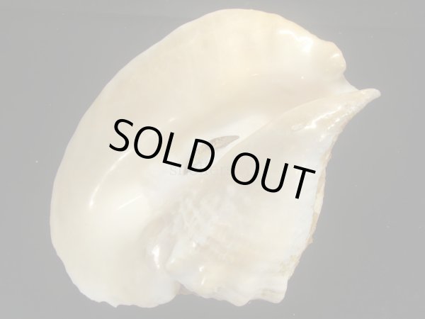 画像3: ダイオウソデ 老成 美品 約2055g 殻皮付 (3)