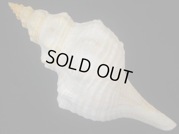 画像2: ダイオウイトマキボラ (2)