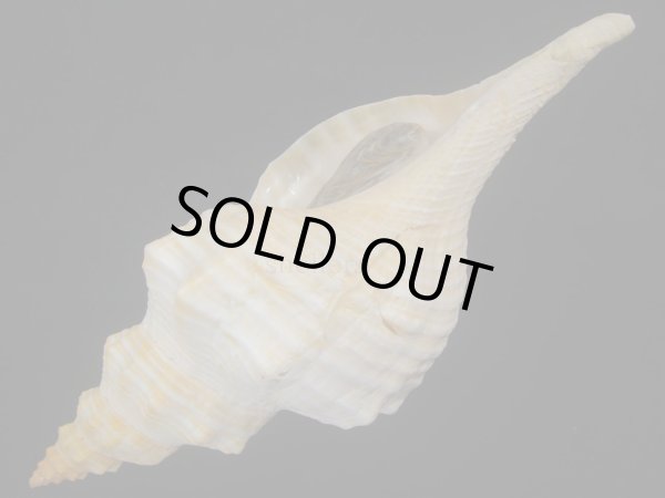 画像3: ダイオウイトマキボラ (3)