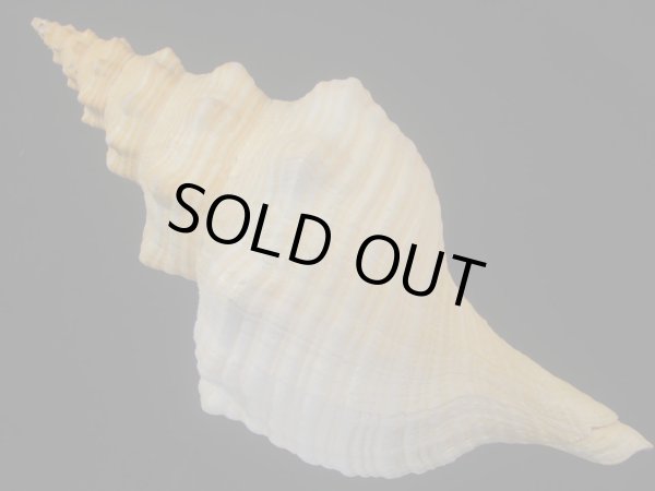 画像2: ダイオウイトマキボラ 大 美品 約1,160g (2)