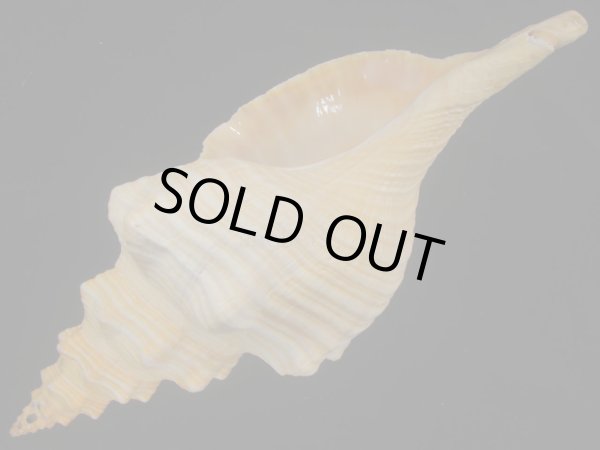 画像3: ダイオウイトマキボラ 大 美品 約1,160g (3)