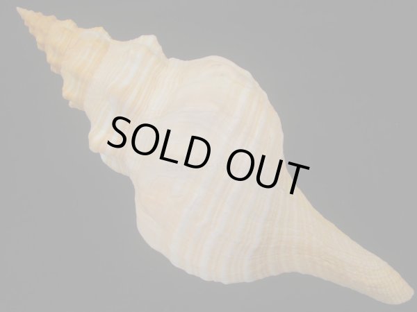 画像2: ダイオウイトマキボラ　美品 (2)