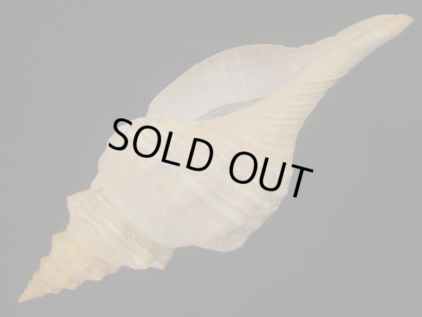 画像3: ダイオウイトマキボラ　美品 (3)