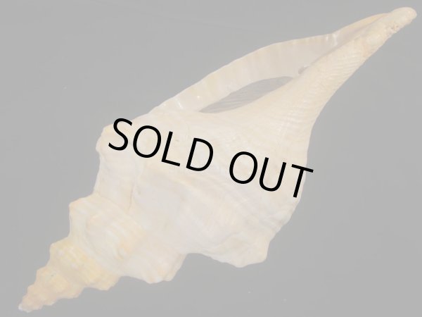 画像3: ダイオウイトマキボラ　特大　約2.5ｋg (3)