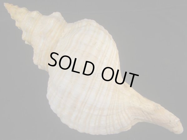 画像2: ダイオウイトマキボラ 510mm 超特大 約2.5kg (2)