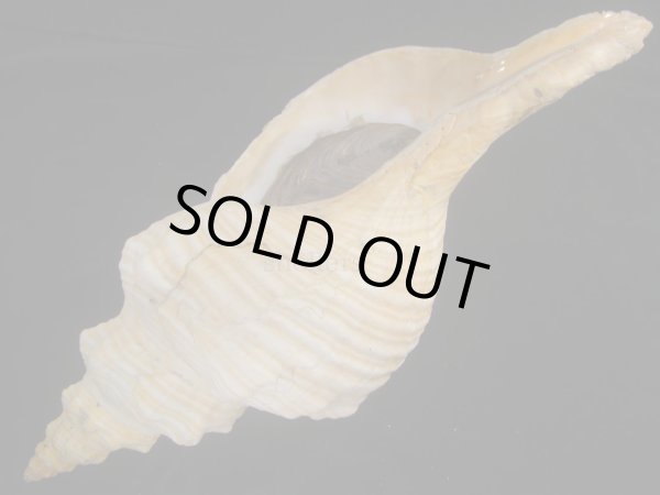 画像3: ダイオウイトマキボラ 510mm 超特大 約2.5kg (3)