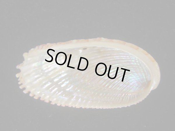 画像2: ニシキアワビ(Haliotis elegans) 濃色　美品 (2)