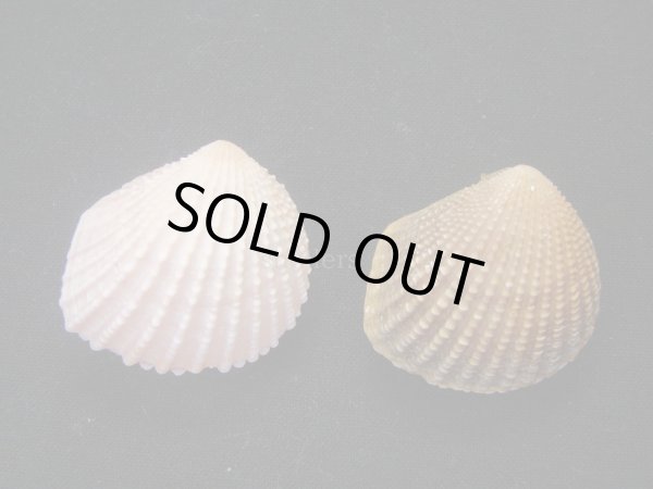 画像2: ベドネルシンサンカクガイ　2色セット (2)