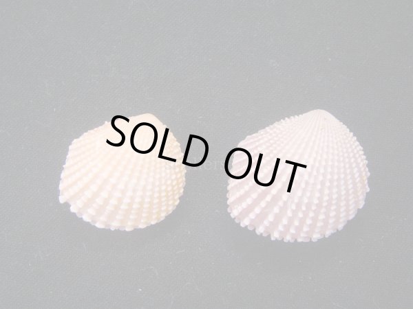 画像2: ベドネルシンサンカクガイ 2色セット (2)