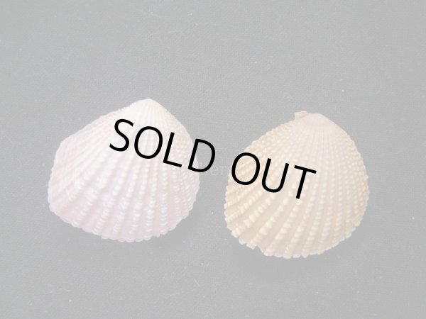 画像2: ベドネルシンサンカクガイ　2色セット (2)