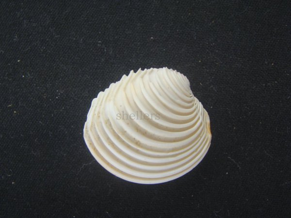 画像2: スダレハナガイ 大 (2)