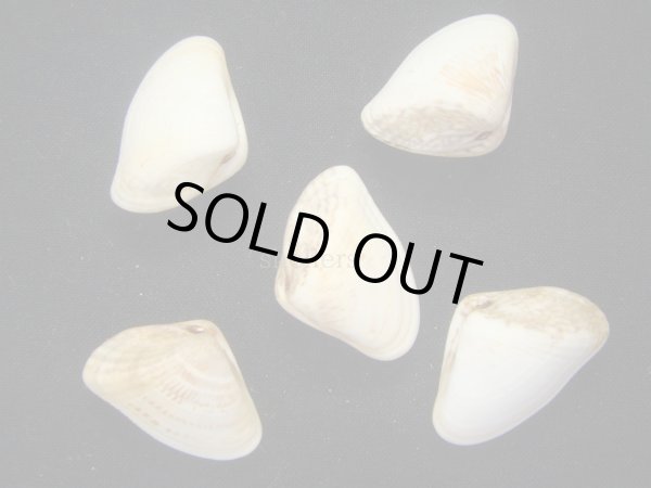 画像1: シオヤナミノコ (1)