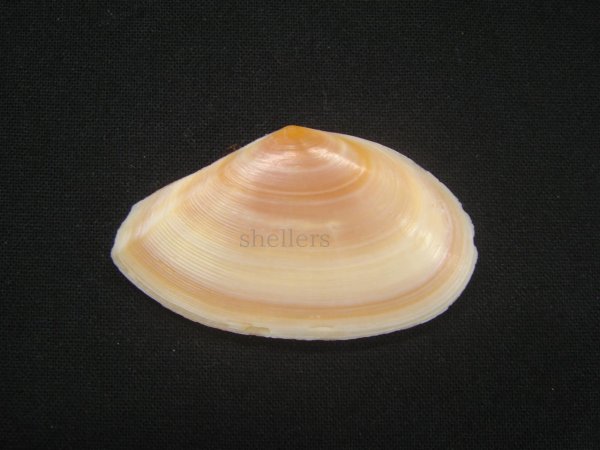 画像2: バラノハナガイ (2)