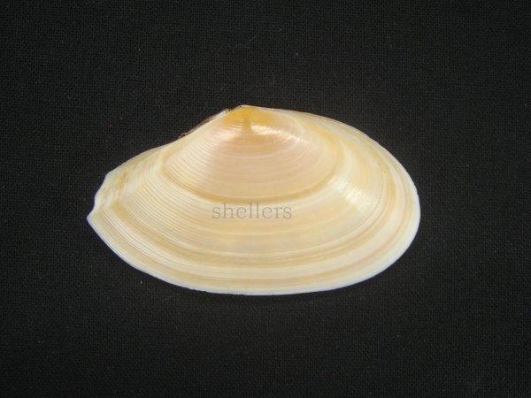 画像2: バラノハナガイ (2)