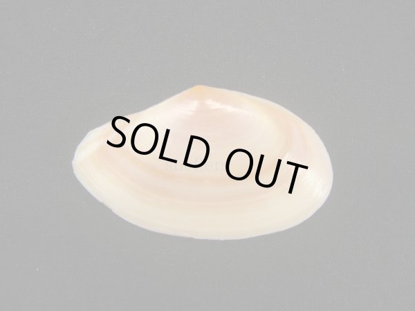 画像2: バラノハナガイ (2)