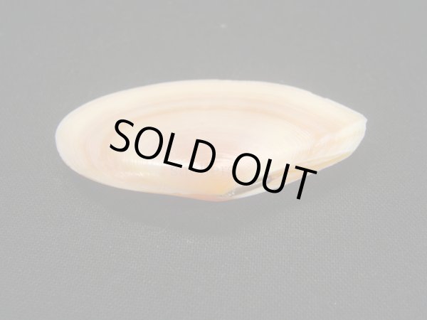 画像3: バラノハナガイ (3)