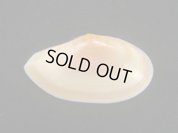 画像2: バラノハナガイ (2)