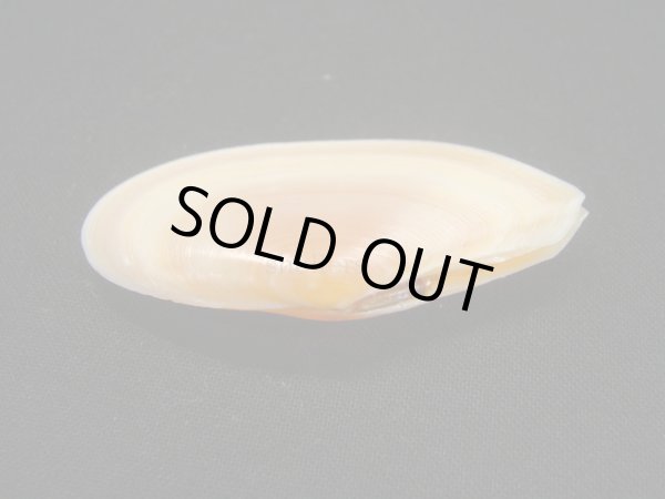 画像3: バラノハナガイ (3)