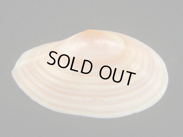 画像2: バラノハナガイ 大 (2)