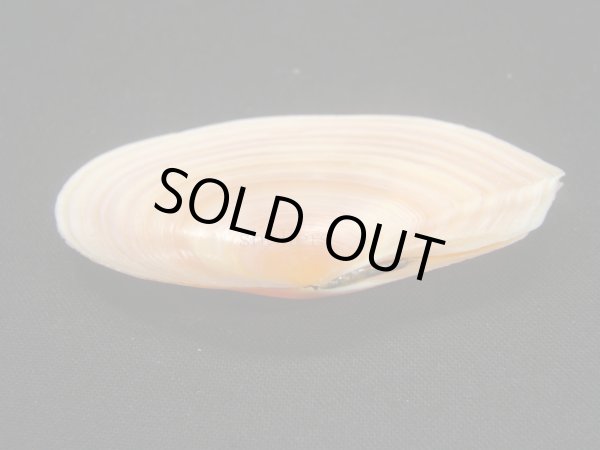 画像3: バラノハナガイ 大 (3)