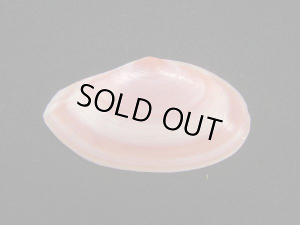 画像2: バラノハナガイ　ピンク系 (2)