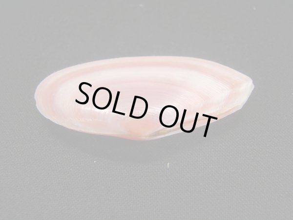 画像3: バラノハナガイ　ピンク系 (3)