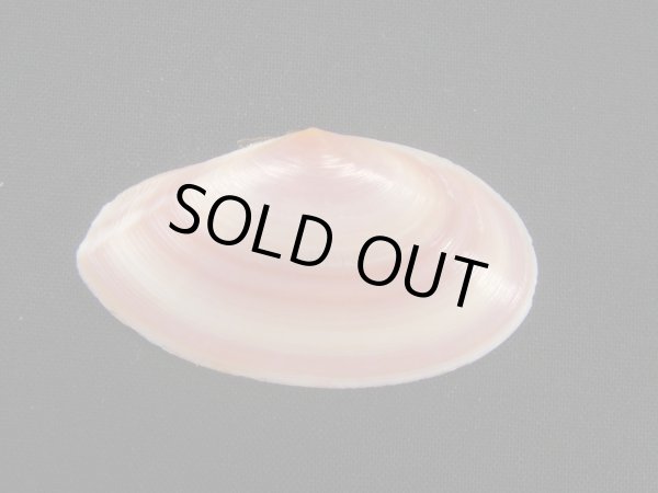 画像2: バラノハナガイ　ピンク系 (2)