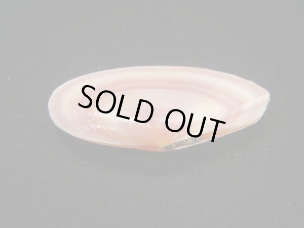 画像3: バラノハナガイ　ピンク系 (3)