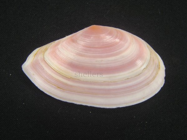 画像2: バラノハナガイ　ピンク系　大 (2)